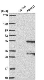 RBMS2 Antibody in Western Blot (WB)