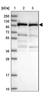 UNC45A Antibody in Western Blot (WB)