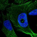 FGD4 Polyclonal Antibody