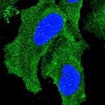 HAPLN3 Polyclonal Antibody