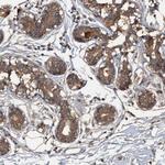 HAPLN3 Antibody in Immunohistochemistry (Paraffin) (IHC (P))