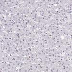 BANF1 Antibody in Immunohistochemistry (Paraffin) (IHC (P))