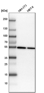 TUBA1A Antibody in Western Blot (WB)
