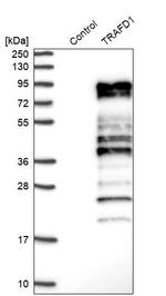 TRAFD1 Antibody in Western Blot (WB)