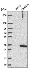 LRRC18 Antibody in Western Blot (WB)
