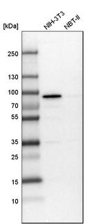 PEX5 Antibody in Western Blot (WB)