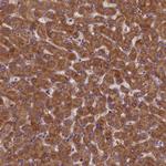 LARP4 Antibody in Immunohistochemistry (Paraffin) (IHC (P))