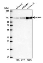 LARP4 Antibody