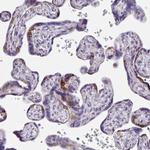 ISM2 Antibody in Immunohistochemistry (Paraffin) (IHC (P))