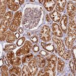 APLP2 Antibody in Immunohistochemistry (Paraffin) (IHC (P))