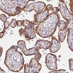 APLP2 Antibody in Immunohistochemistry (Paraffin) (IHC (P))