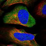 C12orf30 Polyclonal Antibody