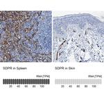 SDPR Antibody