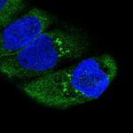 RNF214 Antibody in Immunocytochemistry (ICC/IF)