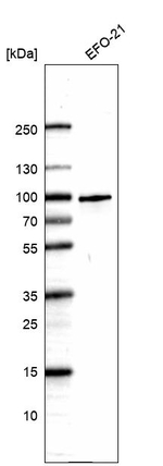 RNF214 Antibody in Western Blot (WB)