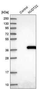 NUDT22 Antibody in Western Blot (WB)
