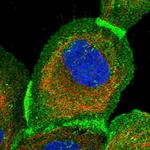 PPTC7 Antibody in Immunocytochemistry (ICC/IF)