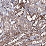 PPTC7 Antibody in Immunohistochemistry (Paraffin) (IHC (P))