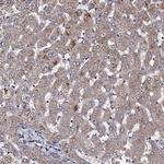 PPTC7 Antibody in Immunohistochemistry (Paraffin) (IHC (P))