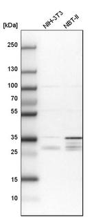 PPTC7 Antibody in Western Blot (WB)