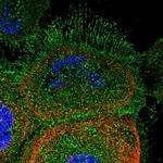 DCUN1D2 Antibody in Immunocytochemistry (ICC/IF)