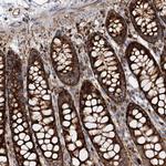 WDR73 Antibody in Immunohistochemistry (Paraffin) (IHC (P))