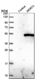 WDR73 Antibody in Western Blot (WB)