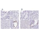 SPERT Antibody in Immunohistochemistry (IHC)