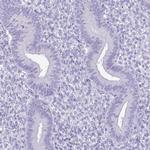 SPERT Antibody in Immunohistochemistry (IHC)