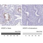 SPERT Antibody