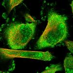 SFRS8 Polyclonal Antibody