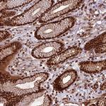 SFRS8 Antibody in Immunohistochemistry (Paraffin) (IHC (P))