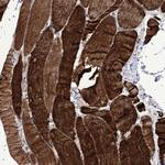 GCP5 Polyclonal Antibody