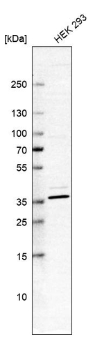 SH3GL3 Antibody in Western Blot (WB)