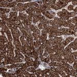 ATHL1 Antibody in Immunohistochemistry (Paraffin) (IHC (P))