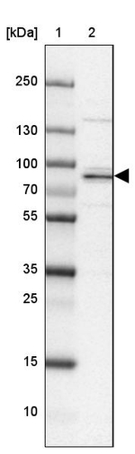 ATHL1 Antibody in Western Blot (WB)
