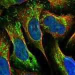 MRPL42 Polyclonal Antibody