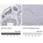 CCP110 Antibody