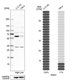 RNMT Antibody in Western Blot (WB)