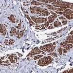 MOCOS Polyclonal Antibody