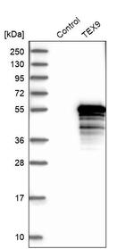 TEX9 Antibody in Western Blot (WB)