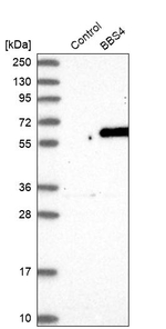 BBS4 Antibody in Western Blot (WB)