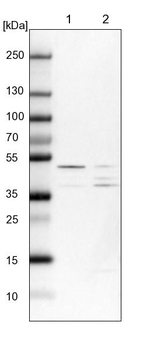 SPRYD3 Antibody in Western Blot (WB)
