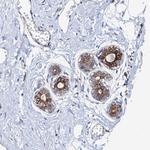 RASSF9 Antibody in Immunohistochemistry (Paraffin) (IHC (P))