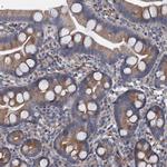 RASSF9 Antibody in Immunohistochemistry (Paraffin) (IHC (P))
