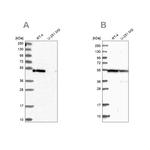 RASSF9 Antibody in Western Blot (WB)