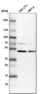 RASSF9 Antibody in Western Blot (WB)
