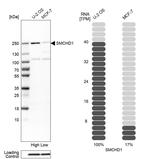 SMCHD1 Antibody in Western Blot (WB)