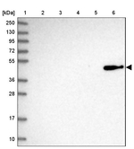 OGFOD2 Antibody in Western Blot (WB)