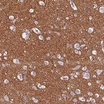 FAM155A Antibody in Immunohistochemistry (Paraffin) (IHC (P))